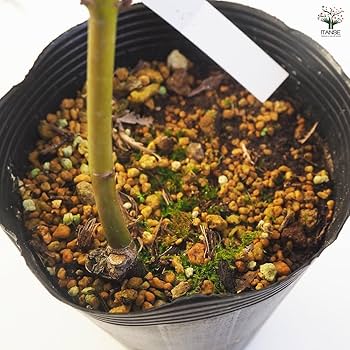 モミジです。 もみじ シギタツサワ : 横の植木屋さん - 通販 - Yahoo!ショッピング